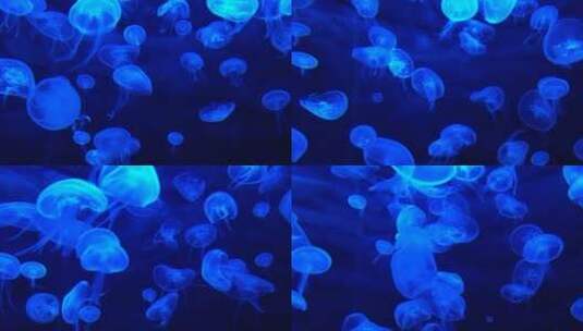 水下水母在扭动高清在线视频素材下载