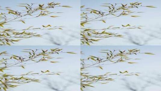 4K竖屏植物素材——冬天的竹子高清在线视频素材下载