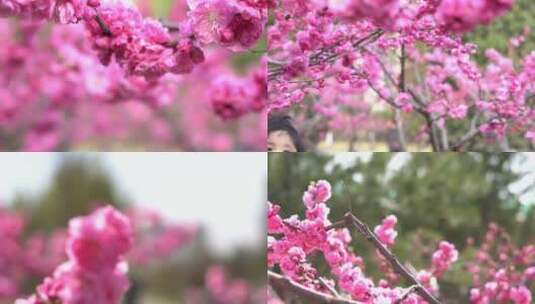 春暖花开鲜花盛开高清在线视频素材下载