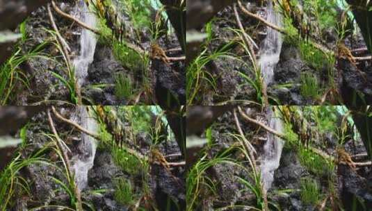 热带雨林景观热带植物瀑布流水高清在线视频素材下载