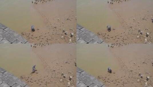 渔民海里河里石头上挖海蛎敲海蛎渔夫赶海高清在线视频素材下载