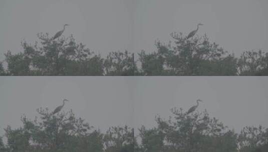 苍鹭白鹭栖息地实拍LOG高清在线视频素材下载