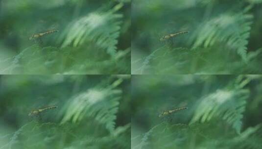 微距动物昆虫蜻蜓特写树叶植物4k高清在线视频素材下载