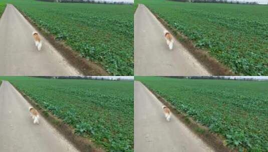 狗沿着庄稼地散步高清在线视频素材下载