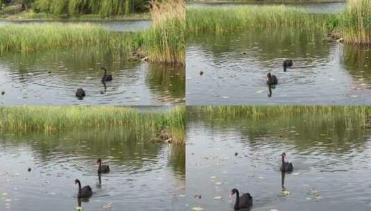 北京圆明园湖里黑天鹅游泳高清在线视频素材下载