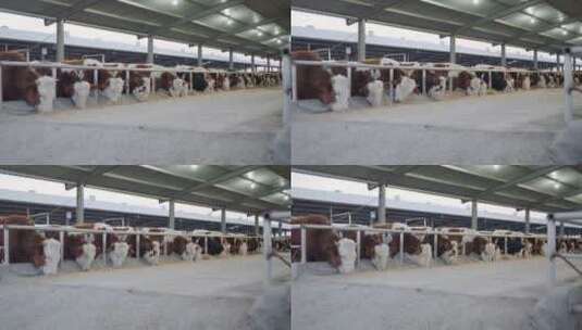 一群牛在养牛场牛棚吃草高清在线视频素材下载