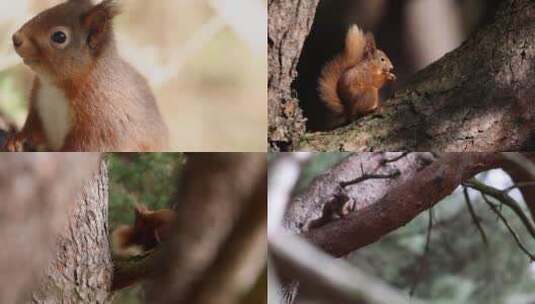 可爱松鼠玩耍吃坚果合集高清在线视频素材下载
