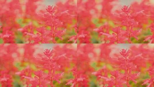 野外的红色花朵高清在线视频素材下载