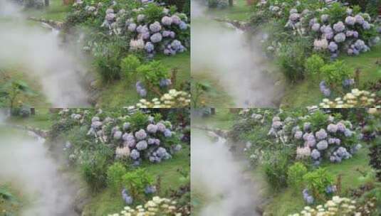 绣球花花语植物园高清在线视频素材下载