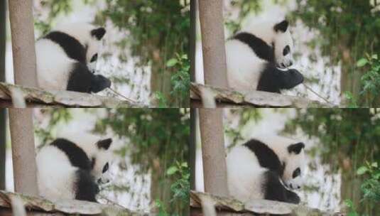 幼年国宝大熊猫高清在线视频素材下载