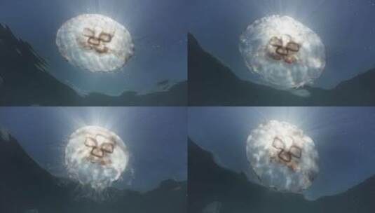 海洋里水母的特写镜头高清在线视频素材下载