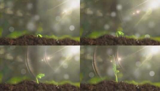 阳光下树苗生长-植物生长延时-希望萌芽高清在线视频素材下载