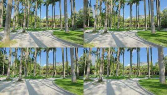 唯美阳光高大的棕榈树林大王椰子树高清在线视频素材下载