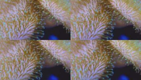 海葵的触角高清在线视频素材下载