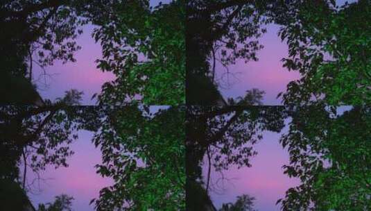 夜景情绪树紫色天空意境高级相机实拍高清在线视频素材下载