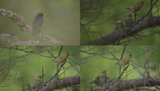 夏季森林枝头上的小鸟慢镜头高清在线视频素材下载