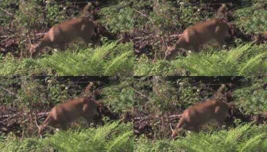 梅花鹿在草坪上吃草高清在线视频素材下载