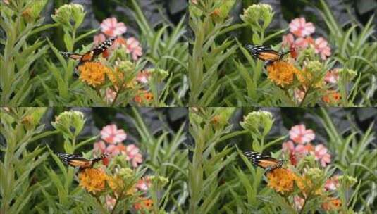 趴在花上的蝴蝶高清在线视频素材下载