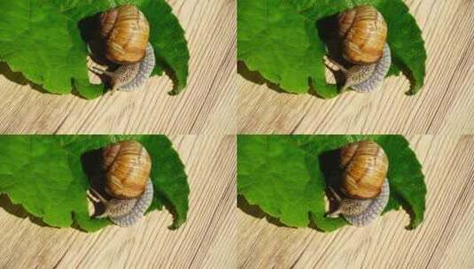 花园蜗牛吃树叶高清在线视频素材下载
