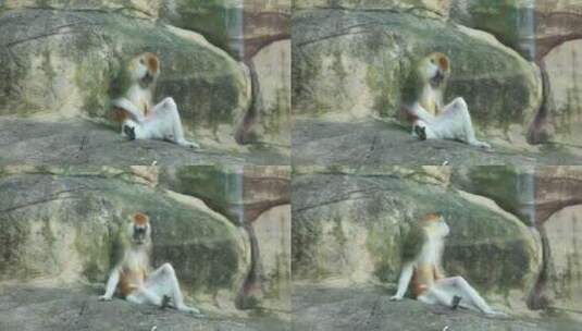 4K动物园的猴子高清在线视频素材下载