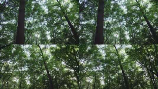 广州白云山森林公园树木阳光徒步爬山高清在线视频素材下载