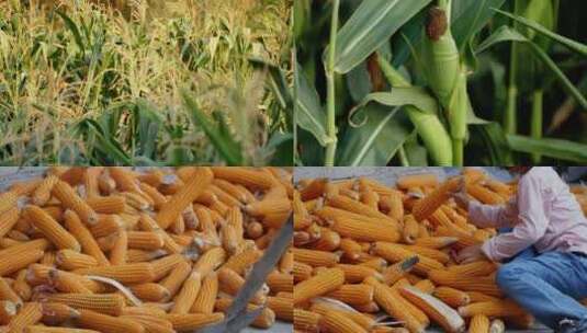 4k实拍玉米农业丰收 农田乡村振兴农业高清在线视频素材下载