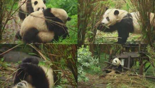 可爱大熊猫高清在线视频素材下载