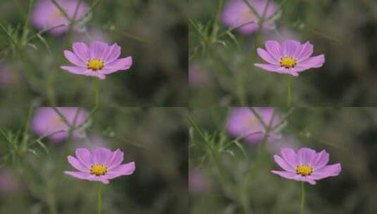 特写小粉花高清在线视频素材下载