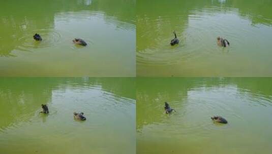 湖面上的黑天鹅正在觅食高清在线视频素材下载