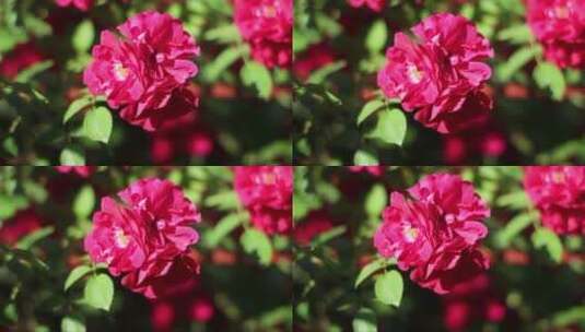 阳光下的红色花朵高清在线视频素材下载