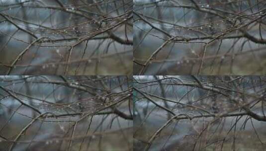 树枝上的水滴流浪狗戏剧寒冷高清在线视频素材下载