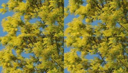 随风飘动的黄色花朵树枝高清在线视频素材下载