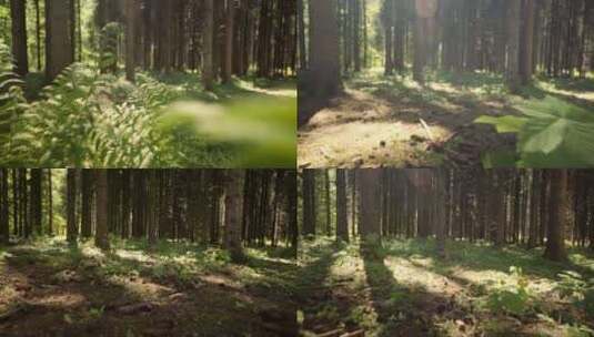 阳光穿过森林高清在线视频素材下载