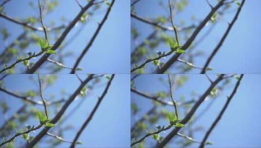 春天苹果树的枝头发芽高清在线视频素材下载