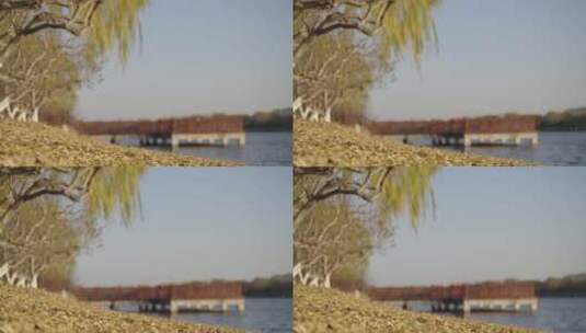 秋天北京河边黄昏柳树落叶高清在线视频素材下载