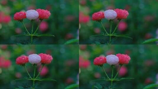 月季花 玫瑰花 鲜花 花朵 花园 露水高清在线视频素材下载