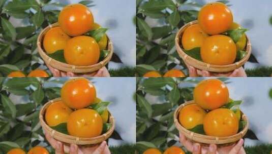 苹果柿子高清在线视频素材下载