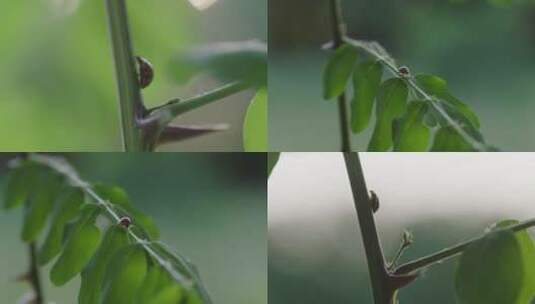 自然大自然绿色七星瓢虫昆虫展示高清在线视频素材下载