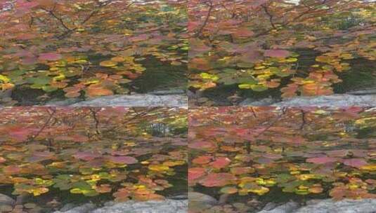济南蚰蜒山秋季红叶满山高清在线视频素材下载