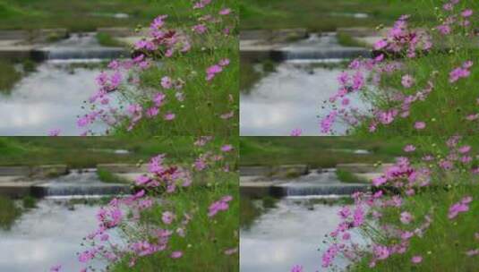 花朵 大自然 宇宙高清在线视频素材下载