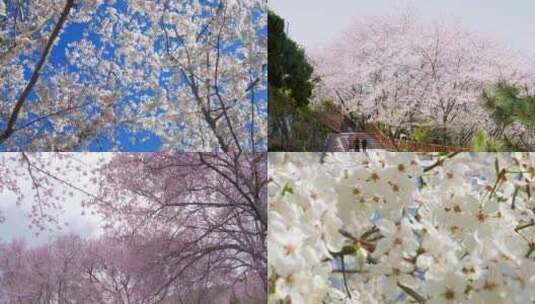 春季樱花盛开赏樱 清新浪漫樱花树蜜蜂采蜜 视频合集高清在线视频素材下载