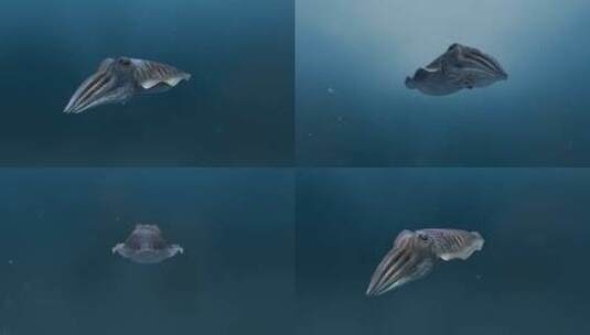 乌贼 墨鱼 墨斗鱼  乌贼喷墨 3D动物动画高清在线视频素材下载