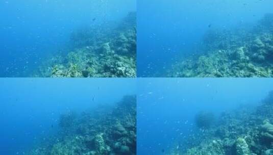海底鱼群 沙丁鱼风暴高清在线视频素材下载