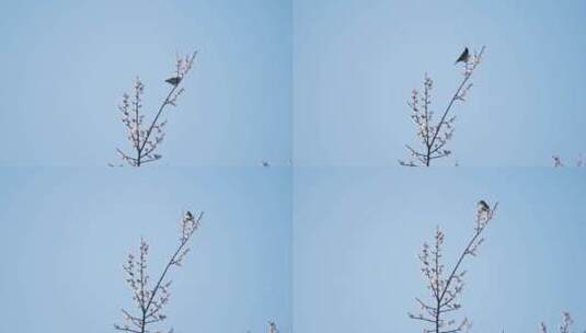 梅花枝上的鸟儿高清在线视频素材下载