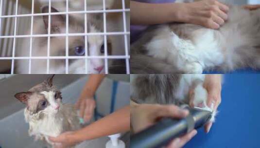 宠物店宠物医院小猫洗澡剪指甲理发剪毛护理高清在线视频素材下载