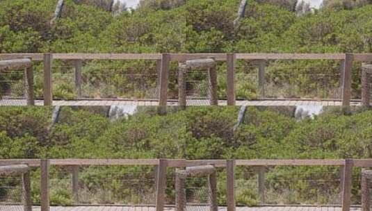 澳大利亚墨尔本海边木栈道栏杆树林高清在线视频素材下载