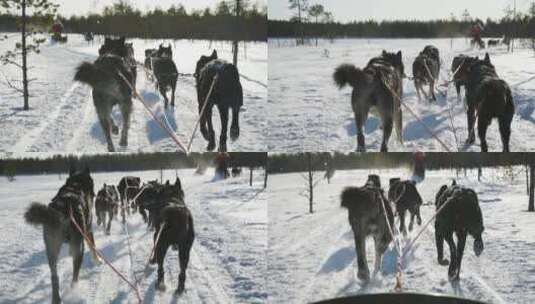 雪橇狗在雪地里奔跑高清在线视频素材下载