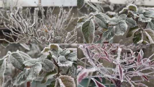 植物上的霜视频合集高清在线视频素材下载