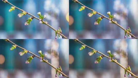 初春的绿樱高清在线视频素材下载