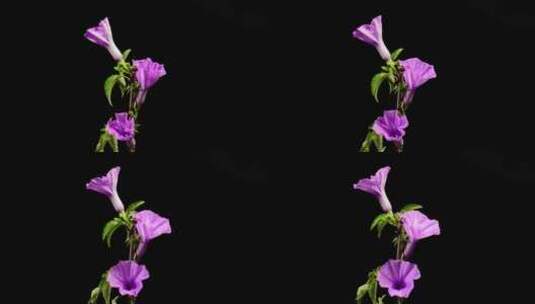 紫色牵牛花花开喇叭花花朵高清在线视频素材下载